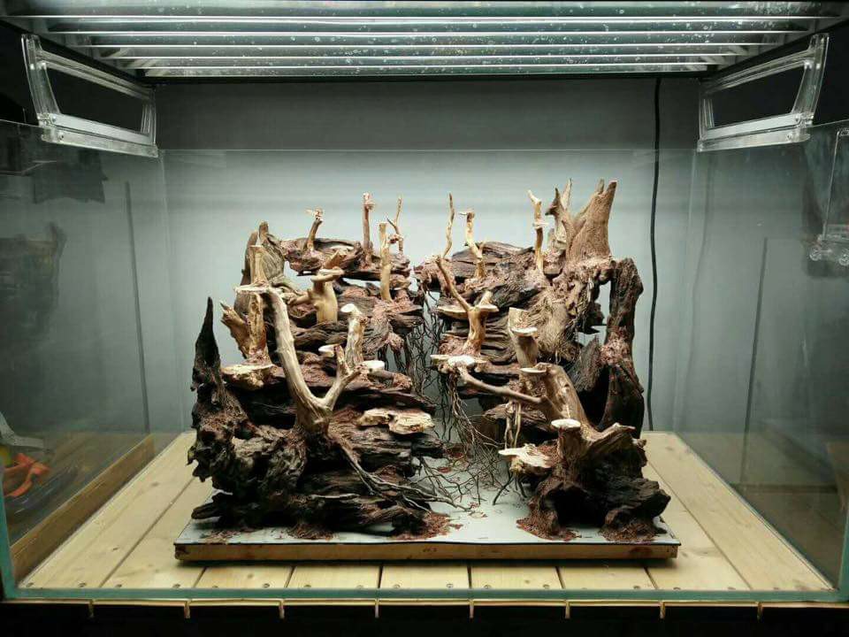 鱼缸改造草缸造景新手教程,新手草缸简单造景图