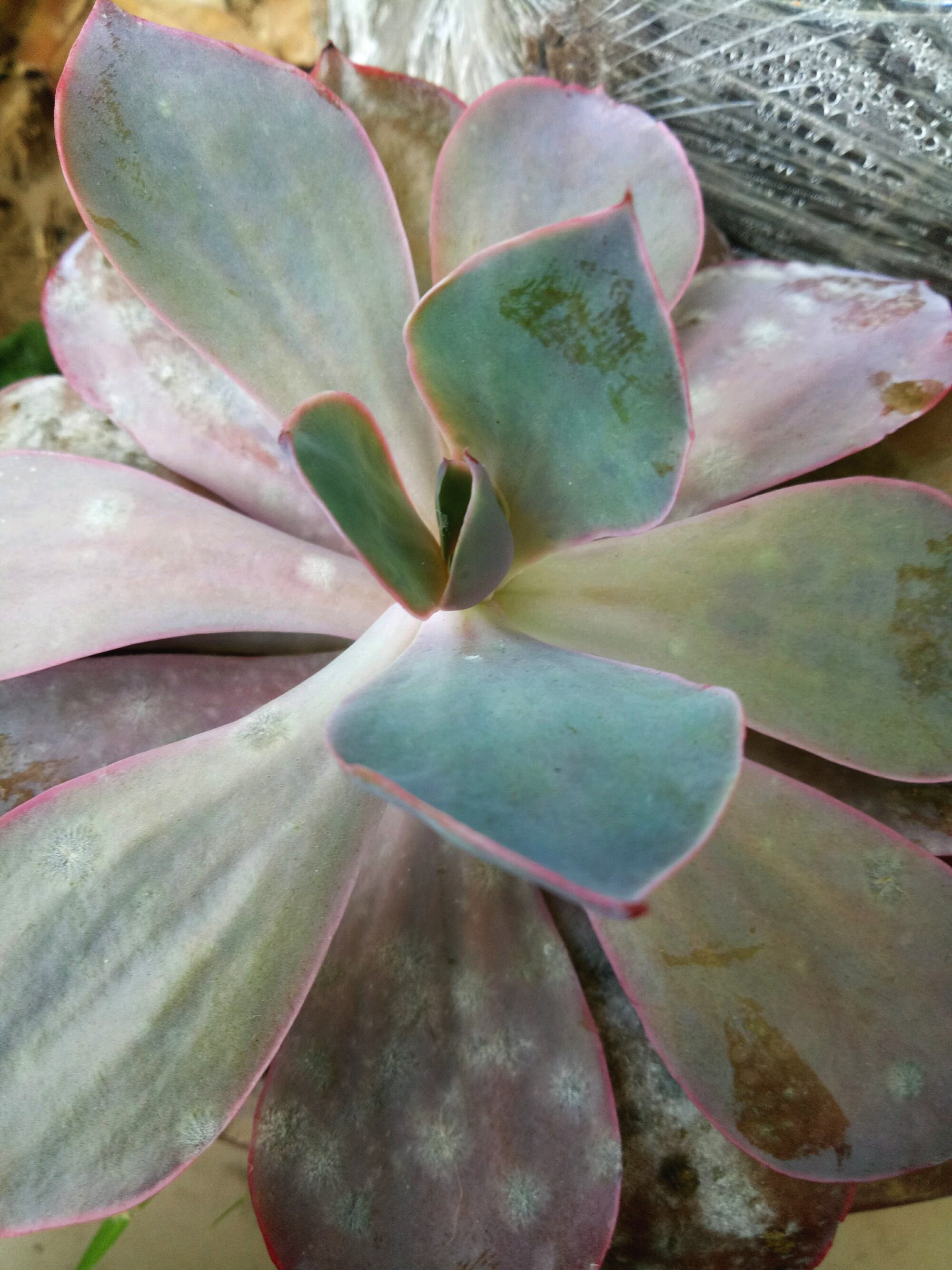 多肉白粉病最好的治疗方法,多肉白腐病怎么治