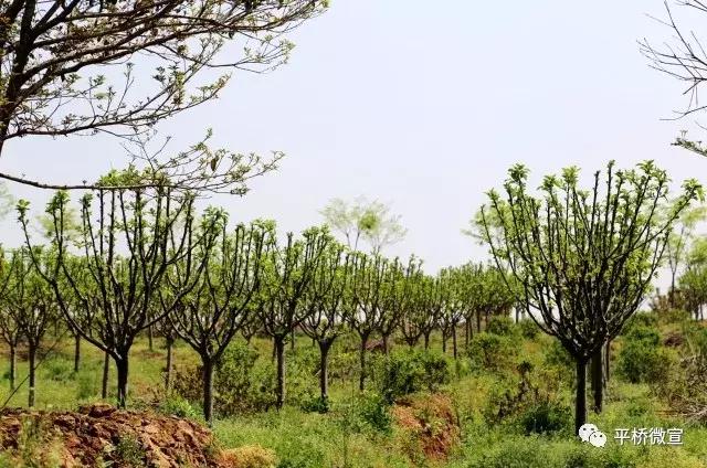 平桥美丽乡村,平桥区漂亮乡村