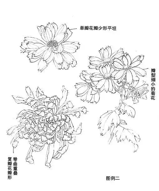 怎样画菊花的最简单画法,怎么样画菊花简单画法