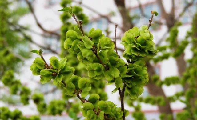 一种野菜治一种病,什么野菜能治病