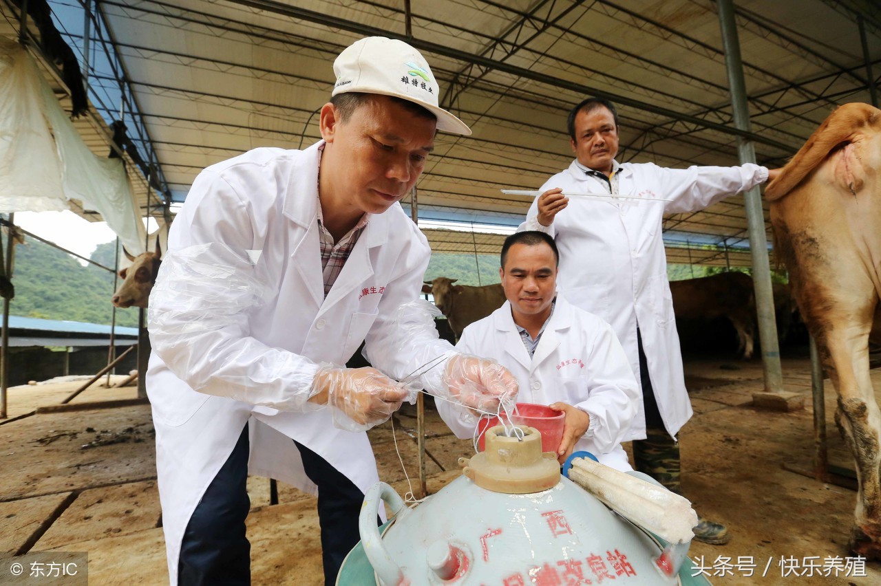 有关母牛配种的小问题，养牛户一定要重视起来！