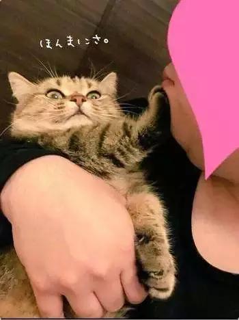 我的猫得了网瘾，还有救吗？（安利六个适合给猫玩的游戏app!）