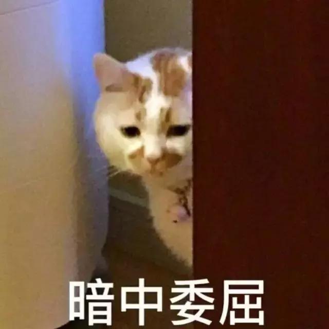 我的猫得了网瘾，还有救吗？（安利六个适合给猫玩的游戏app!）