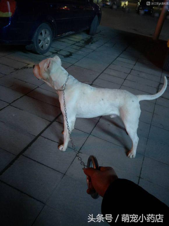 家人反对养狗你会继续养吗,你爸妈不让你养狗怎么办