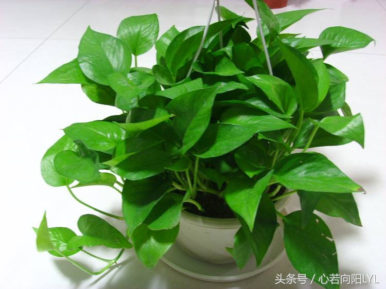 让绿萝起死回生的正确方法,绿萝怎么养才不会死掉