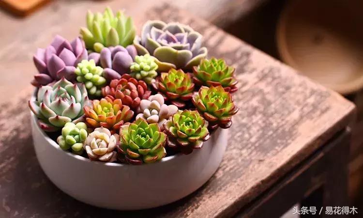 多肉植物养殖土壤配方,不花钱多肉植物养殖方法