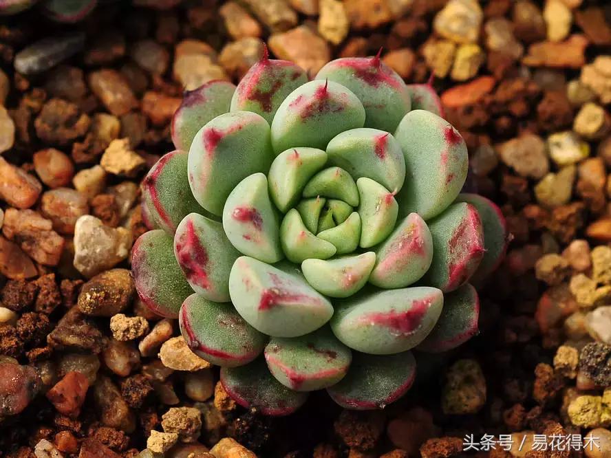 多肉植物养殖土壤配方,不花钱多肉植物养殖方法