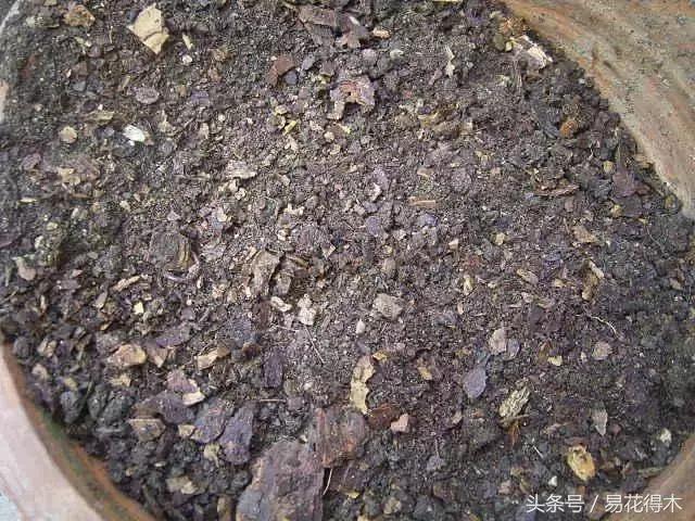 多肉植物养殖土壤配方,不花钱多肉植物养殖方法