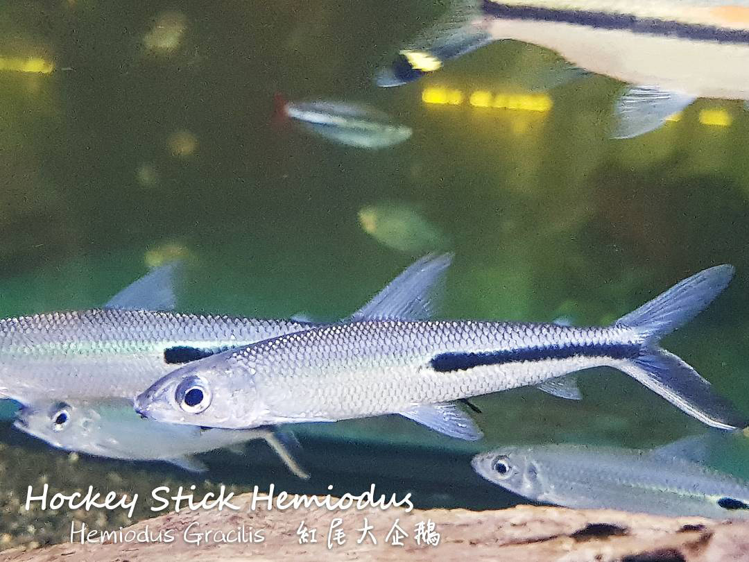 观赏鱼热带鱼品种,热带鱼品种太多认不清