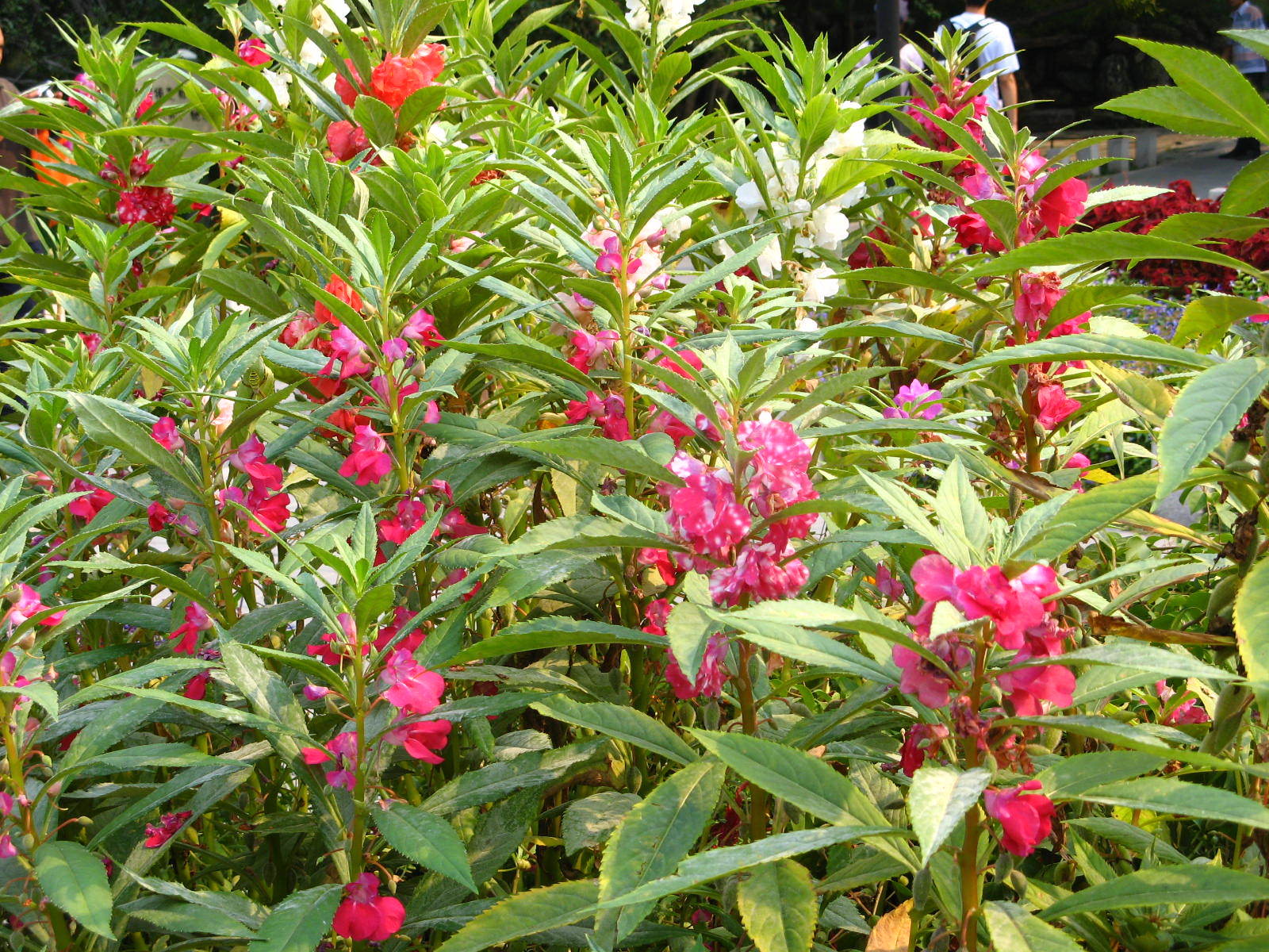 4月养凤仙花，与病魔虫子大战300回合