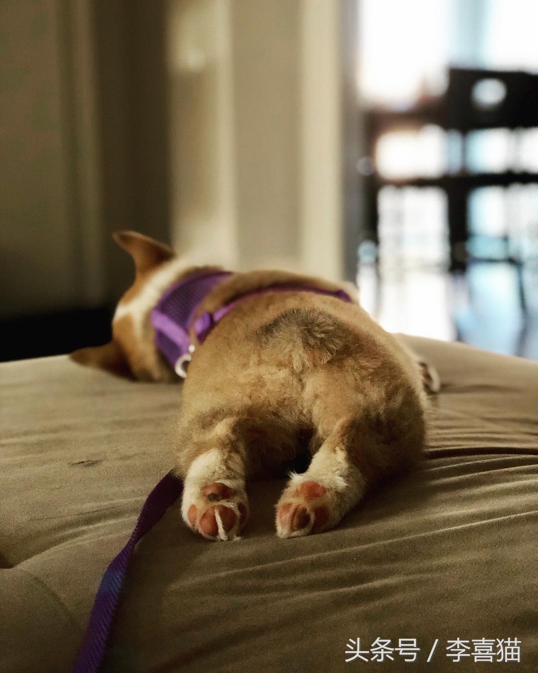 柯基大长腿和小短腿日常,别看柯基小小的脾气可不得了