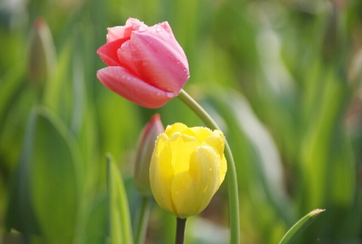 爱意满满郁金香,郁金香表达爱意文案