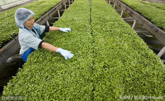 移民加拿大后连大白菜也吃不起了，后悔不？