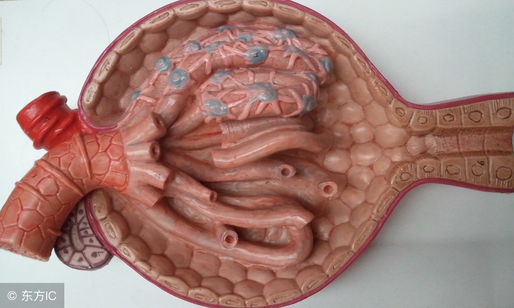 尿毒清降肌酐3个方法很灵,降肌酐尿酸最好的方法