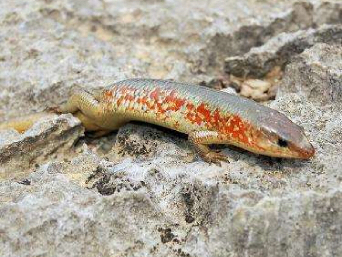 老虎尾巴断了可以再生吗,小壁虎尾巴为什么断了能再生