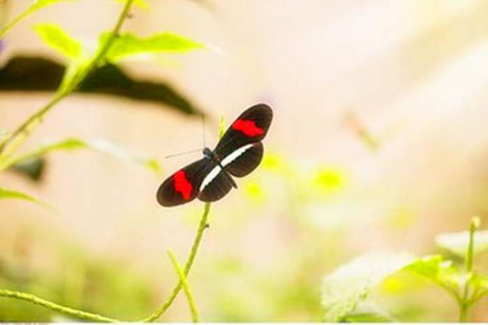 世界上最美蝴蝶第一名,世界最美的蝴蝶