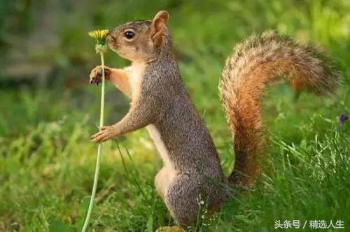 飞鼠的知识,飞鼠科普视频