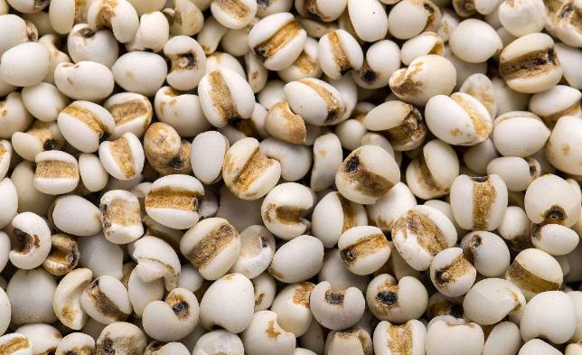 每天都吃薏米对身体有好处吗,薏米对人身体有什么好处