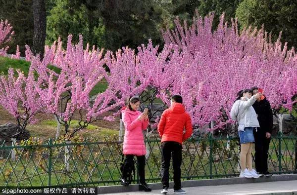 春天赏花北京,美疯了的地方图片