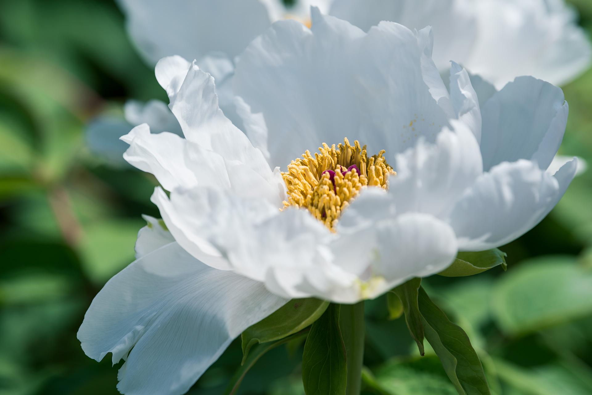 娴庡崡鏄ユ殩鑺卞紑楦熻鑺遍,娴庡崡鏄ユ剰鐩庣劧