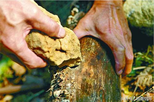 在野外取火,人什么时候学会钻木取火的