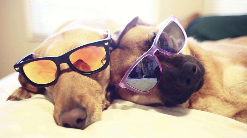 家庭养大型犬关注事项,家庭养犬攻略