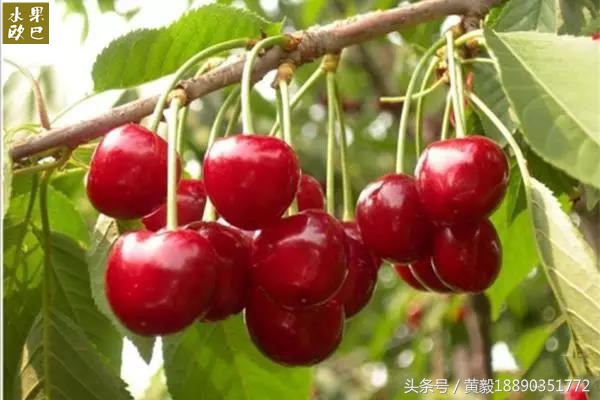 樱桃的季节和品种介绍,樱桃的品种有哪些及介绍