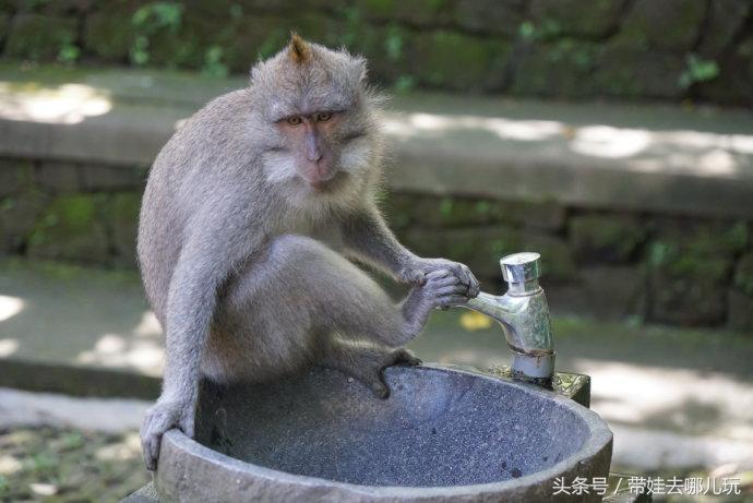 带孩子巴厘岛自由行游记攻略,带孩子去巴厘岛玩的心情