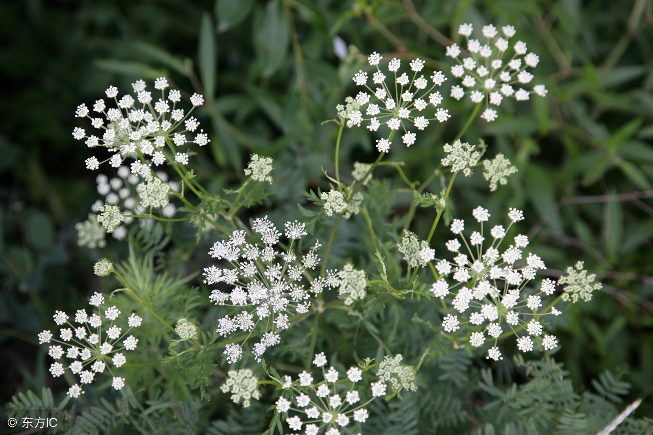 发现滋补中药材：“蛇床子”平喘，祛风，杀虫，建议收藏