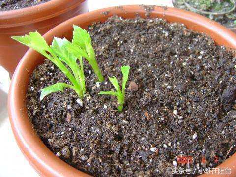 大丽花如何长得高开花多,养大丽花有讲究吗