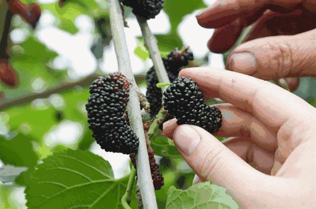 桑葚熟了开始采摘真的好吃,桑葚熟了