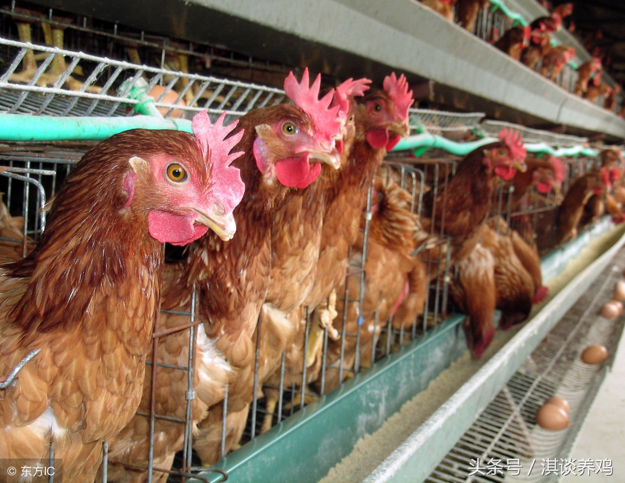 蛋鸡养鸡技术知识大全,养蛋鸡养鸡的全套技术学习