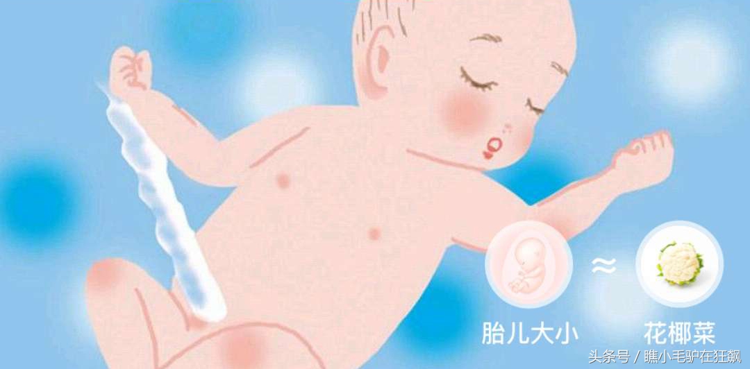 孕期宝宝变化的视频,妊娠第28周胎儿变化