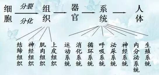 初中生物知识点总结北师大版,初中生物知识点总结及实验图