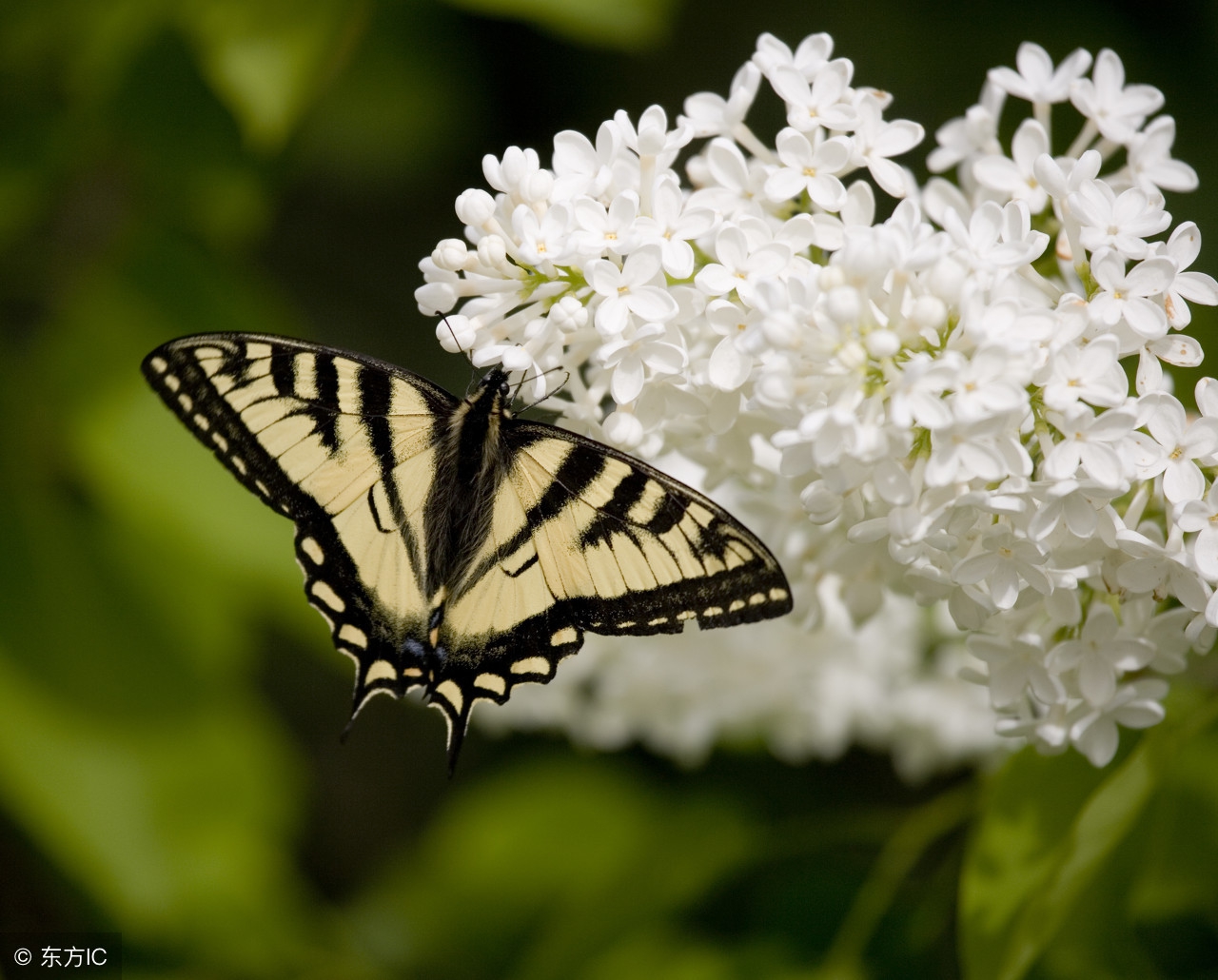 顽固性失眠总是睡不着,睡不着觉总失眠吃什么药调理