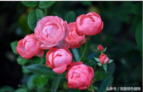 月季有花苞了浇哪种发酵的果皮水,月季浇什么叶子更绿