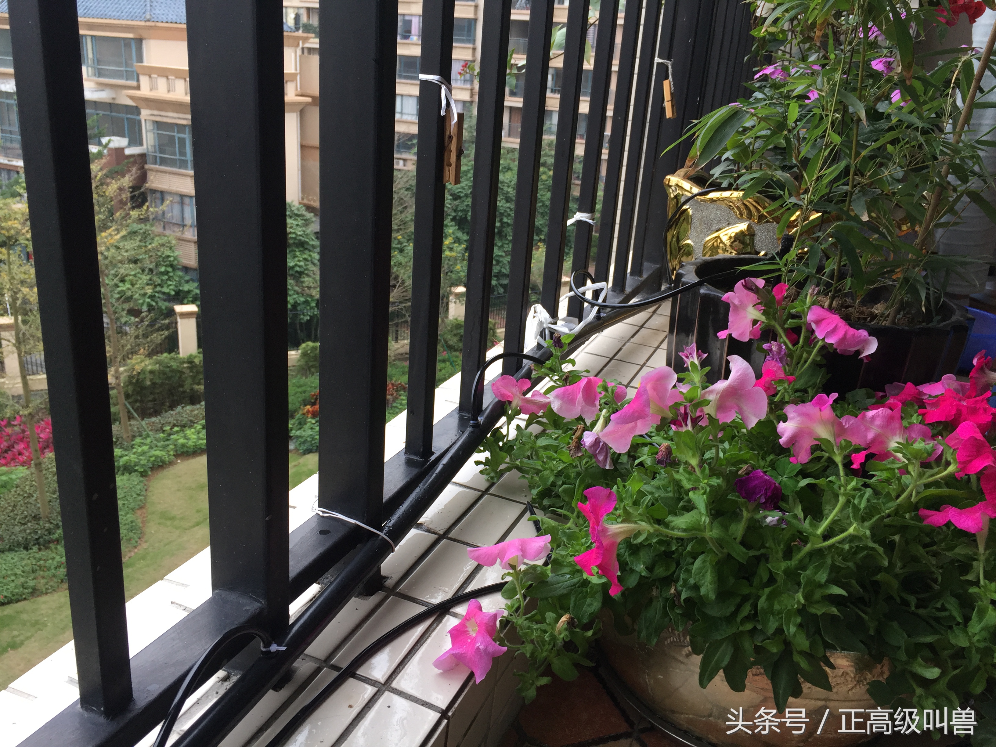 三个月不在家自动浇花,定时浇花解决方案