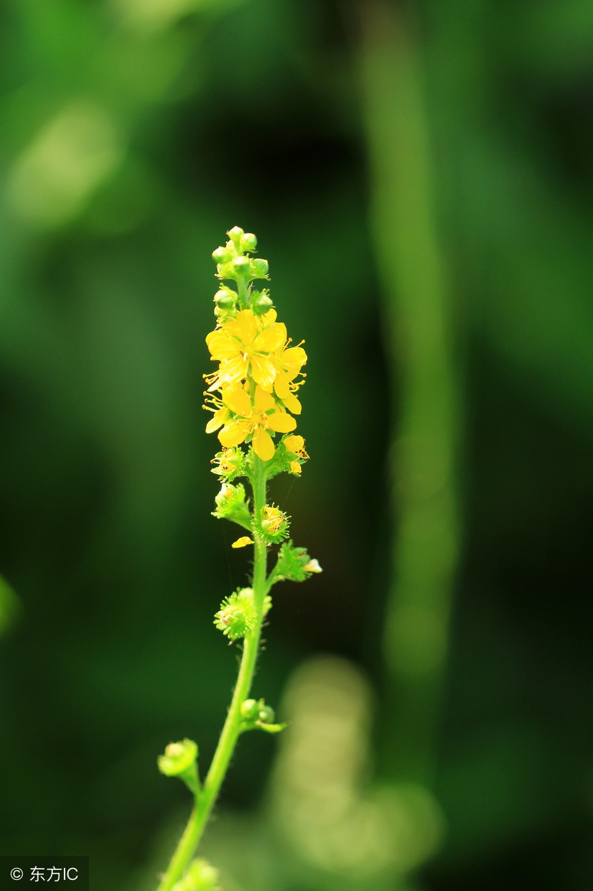 农村最常见最有药用价值的草,农村常见药用价值的草