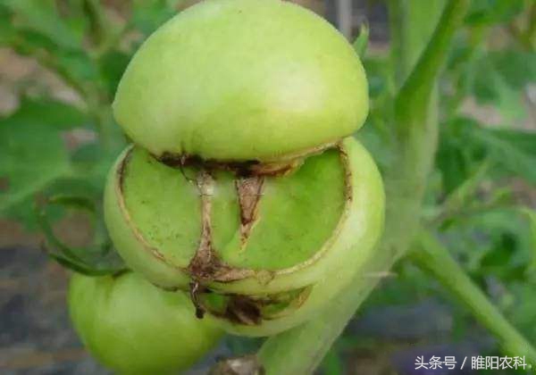 出现药害纠纷处理方法,小麦受除草剂药害怎么解决