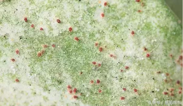 抗病虫害的盆栽花卉品种,花卉盆栽有病虫害怎么治虫