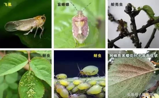 抗病虫害的盆栽花卉品种,花卉盆栽有病虫害怎么治虫