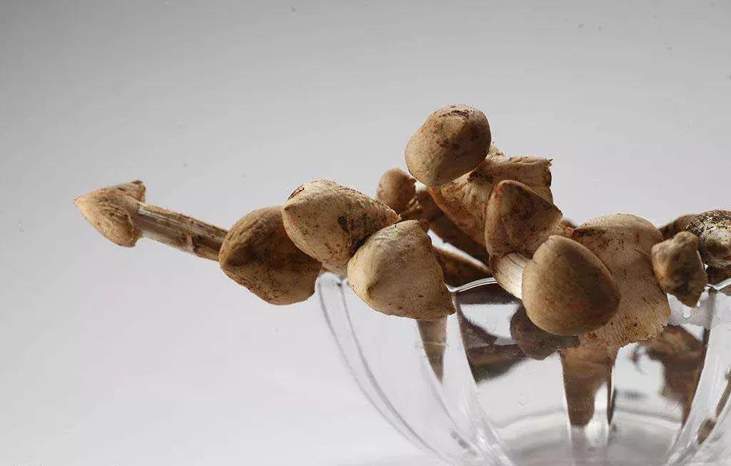 杏鲍菇鸡枞菌,最好吃的蘑菇是鸡枞菌吗