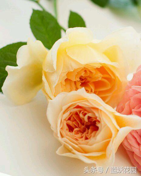 买了几天的月季蔫了怎么办,为什么月季刚长出新芽就又死掉了