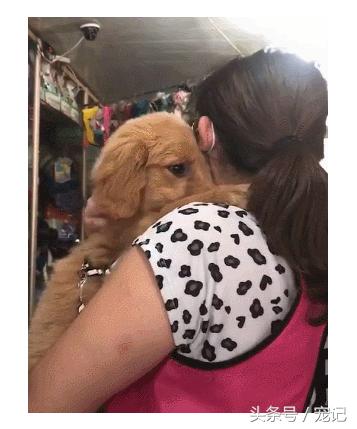 金毛被老姨强行亲,主人吻了金毛一下金毛反应