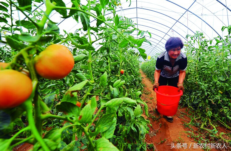 农业想赚钱商业模式是关键,农业创业技术大全