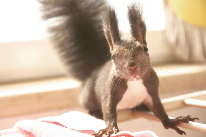 买了一只成年魔王松鼠,买了魔王松鼠