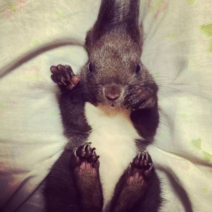 买了一只成年魔王松鼠,买了魔王松鼠