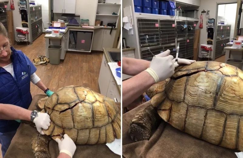 乌龟从5楼摔下龟壳破裂吐血,乌龟摔下楼壳出血裂壳用什么药