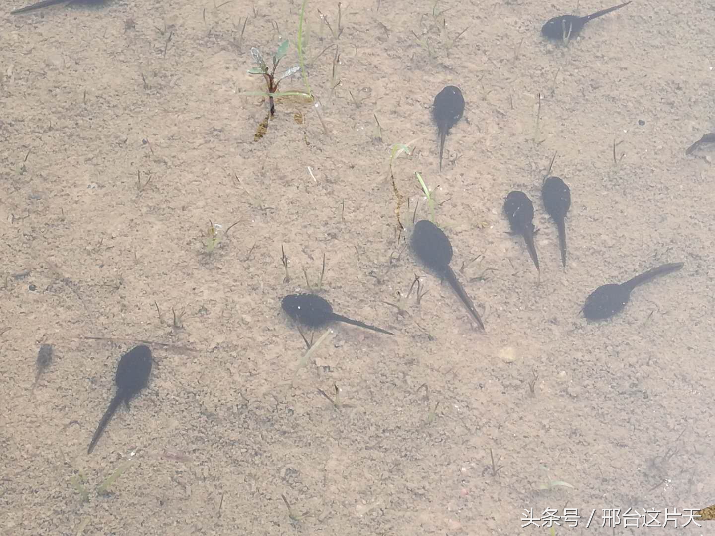 小蝌蚪找妈妈荷花池图片,小蝌蚪找妈妈动物乐园